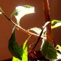 Pluchea paniculata (Willd.) Karthik. & Moorthy